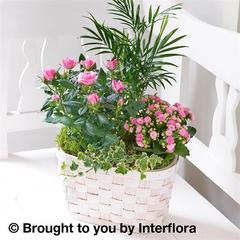 Mixed Planted Basket